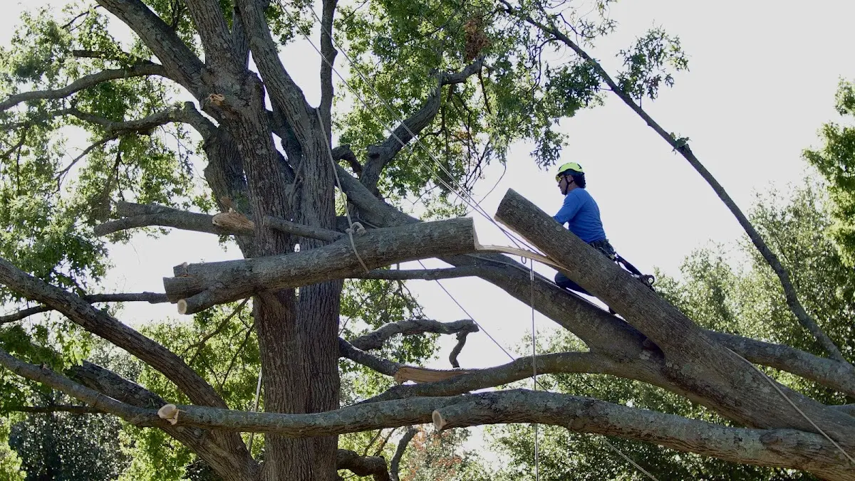 Professional Crown Thinning performed by certified arborists in Stroud