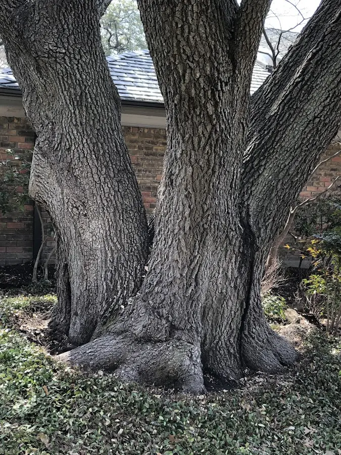 Mature heritage tree close to a Stroud property cared for by certified arborists